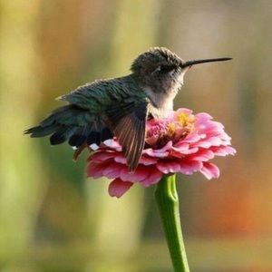 Meet your Posher, Dawn